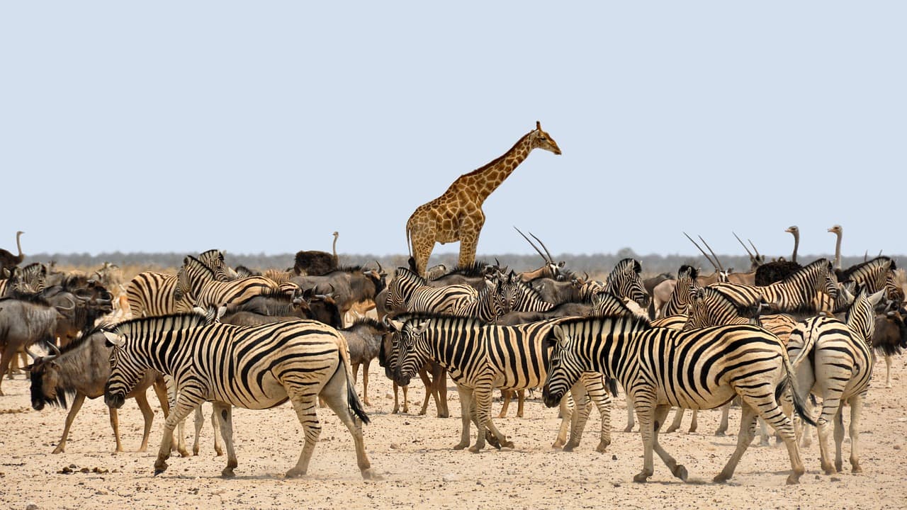 Namibia - Botswana - Zimbabwe