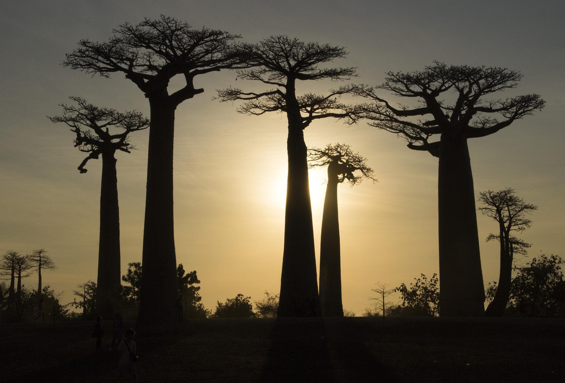 Madagascar 'Mora Mora' & Mauritius