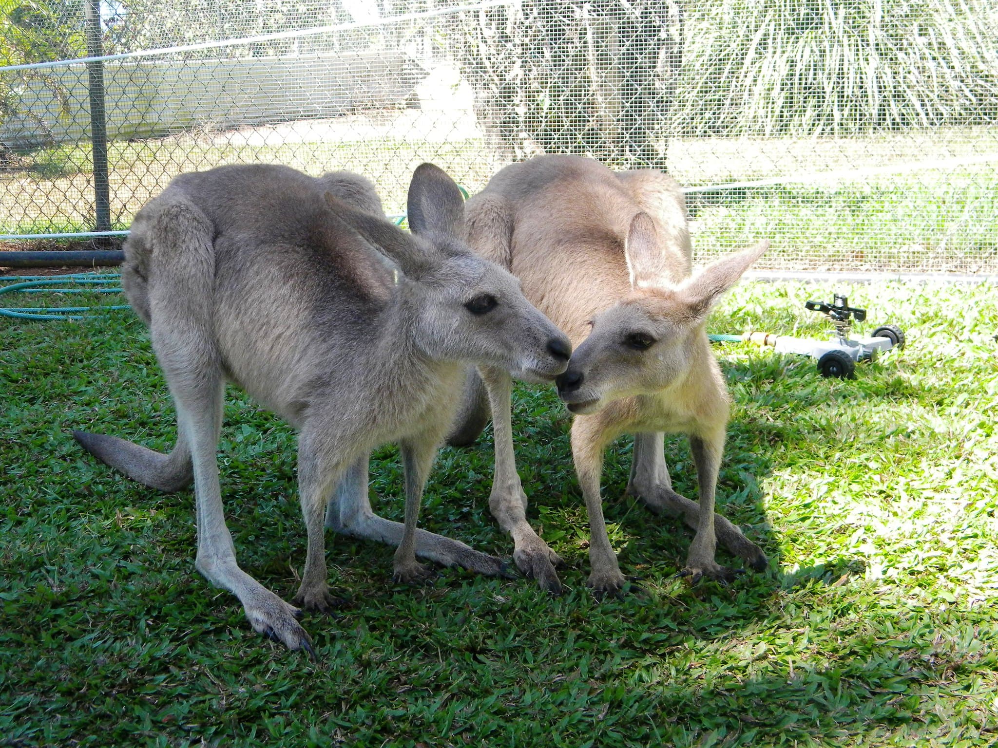 Australia - Tasmania - Noua Zeelanda - Singapore - Fiji (optional)