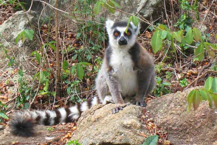 Madagascar Mora-Mora